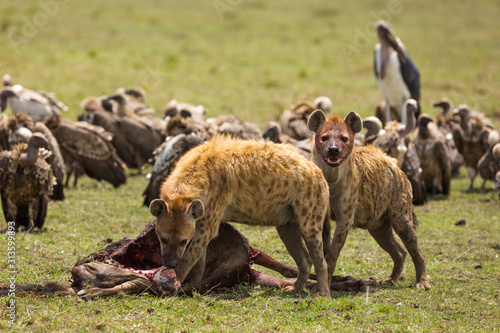 spotted hyenas feeding on carcass surrounded by vultures and marabou storks