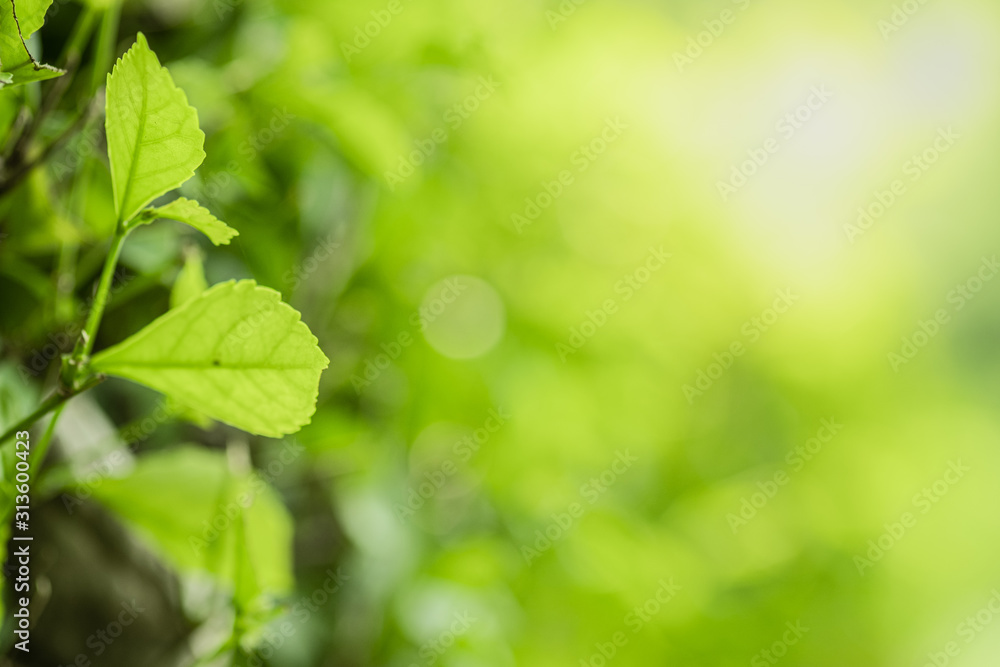 Closeup beautiful view of nature green leaves on blurred greenery tree background with sunlight in public garden park. It is landscape ecology and copy space for wallpaper and backdrop. Closeup beautiful view of nature green leaves on blurred greenery tree background with sunlight in public garden park. It is landscape ecology and copy space for wallpaper and backdrop.