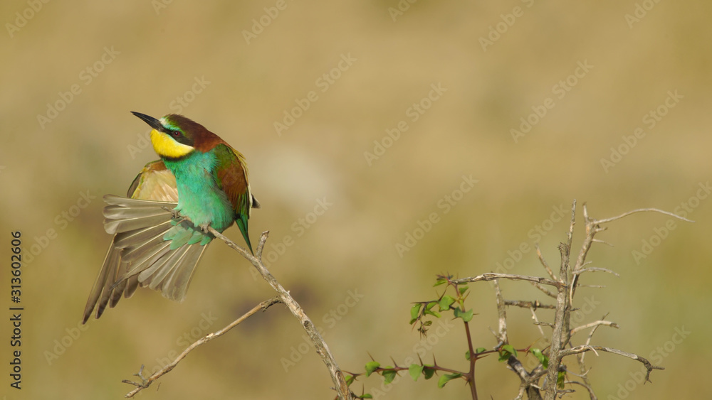 Fototapeta premium European bee-eater (Merops apiaster) in Azerbaijan