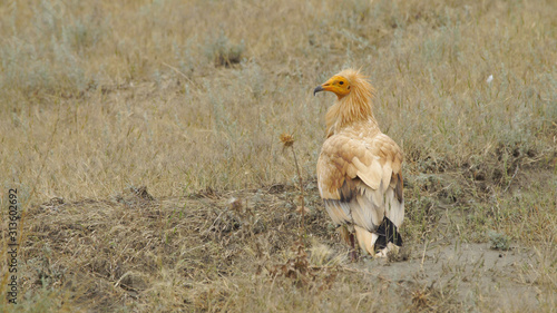 Obraz na plátně Egyptian vulture (Neophron percnopterus) - Azerbaijan