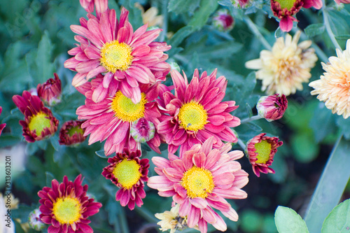 uncounted Chrysanthemums flowers