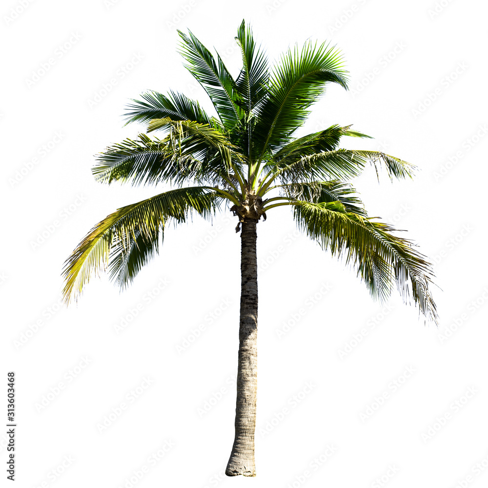 Obraz premium Coconut tree isolated on the white background.