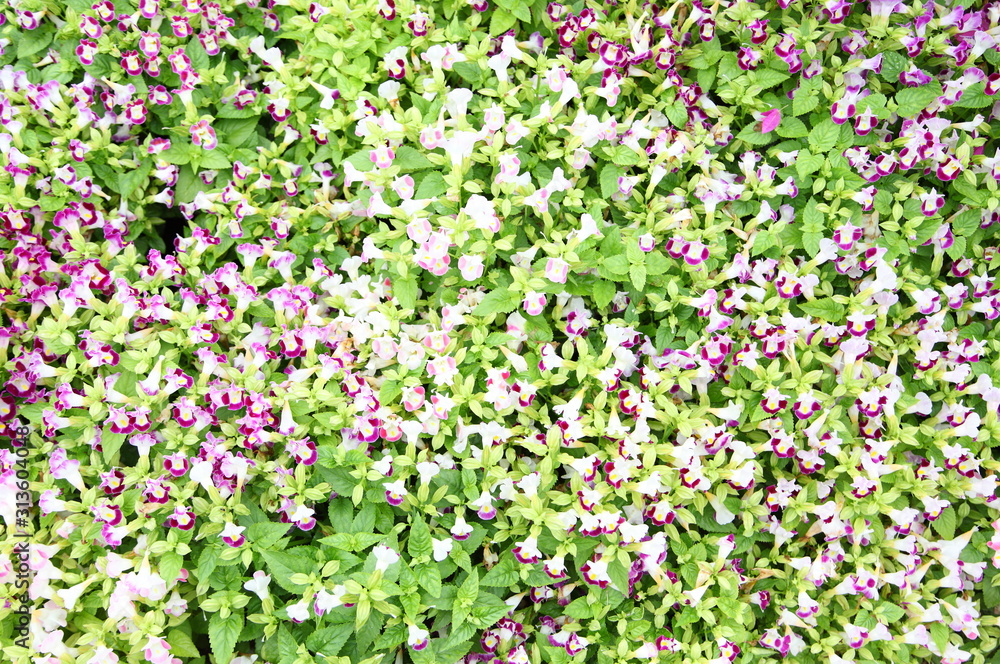Wishbone flower, Bluewings or Torenia, can be used as background Wishbone flower, Bluewings or Torenia, can be used as background