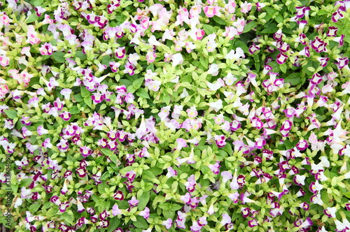 Wishbone flower  Bluewings or Torenia  can be used as background