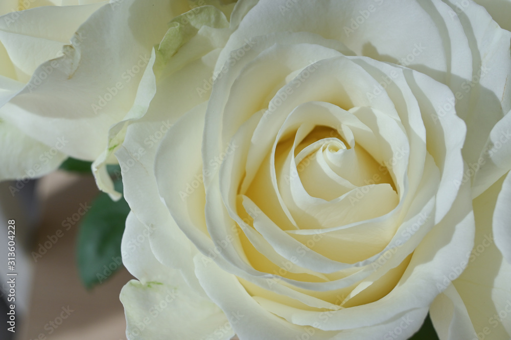 beautiful white rose flower blossom in the morning day beautiful white rose flower blossom in the morning day