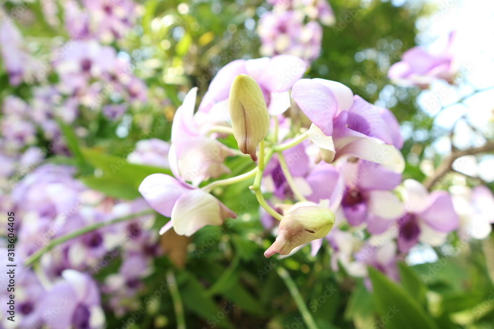 Orchid flowers in the Spring Day orchid garden for postcard design ideas, beauty and agricultural concepts. Orchid flowers in the Spring Day orchid garden for postcard design ideas, beauty and agricultural concepts.