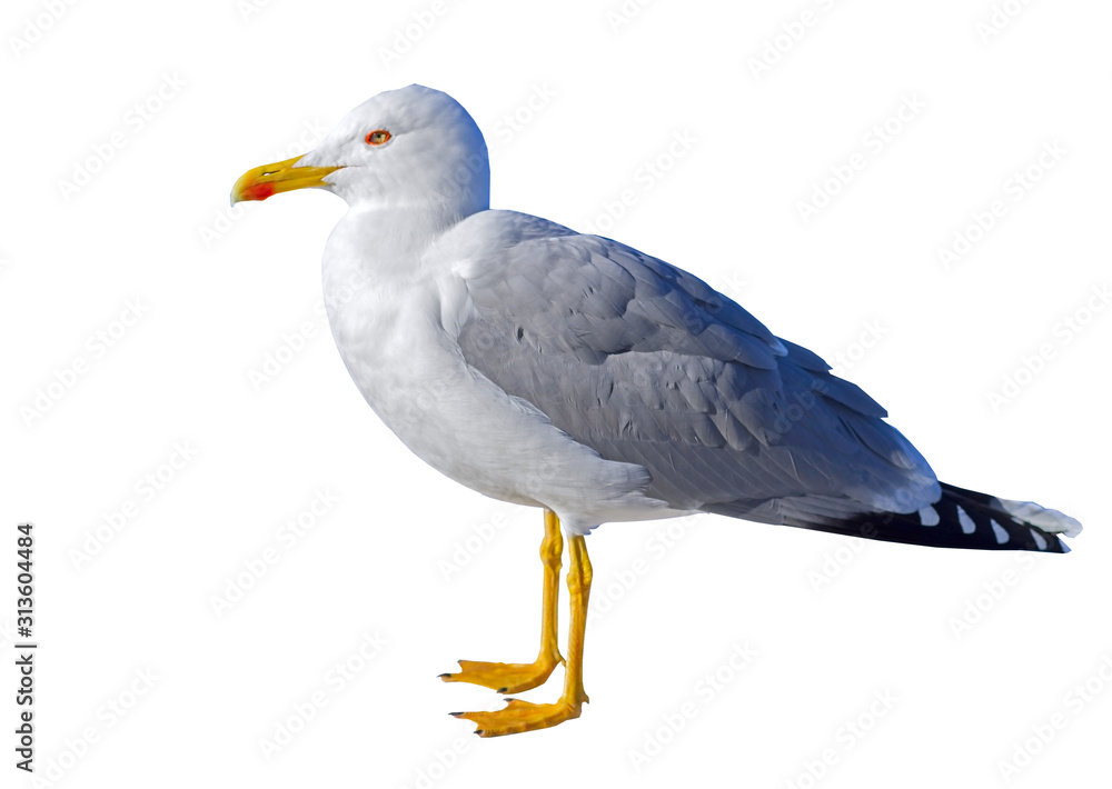 White and grey seagull isolated on white White and grey seagull isolated on white