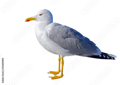 White and grey seagull isolated on white
