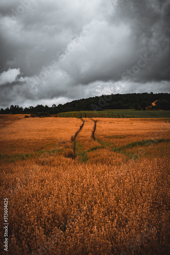 Wheat field under dark sky