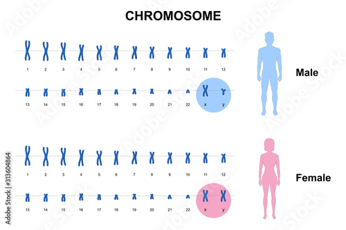 Autosome and sex chromosome, Normal human karyotype, Men and Women. vector esp10