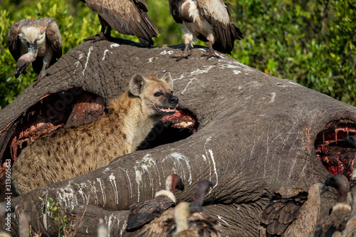 Tableau sur toile hyena and vultures near the carcass of an old male elephant in the Masai Mara Ga