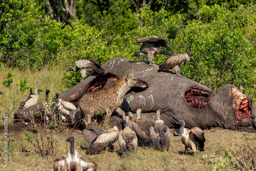Papier peint hyena and vultures near the carcass of an old male elephant in the Masai Mara Ga