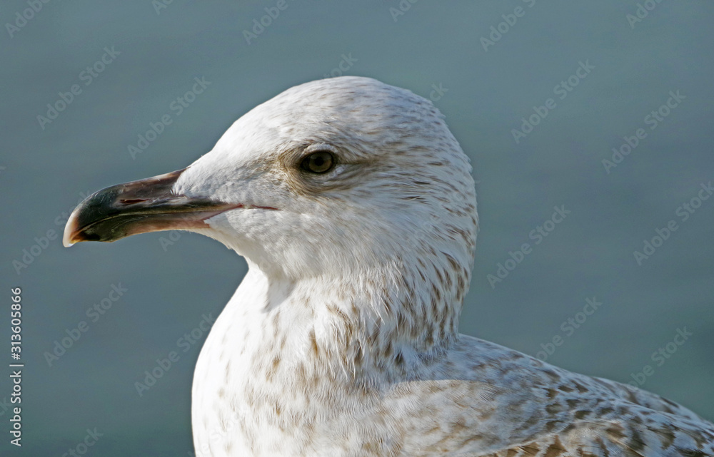portrait of big sea gull on background sky portrait of big sea gull on background sky