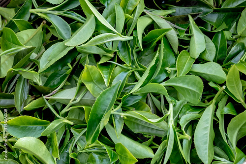 Green background of tea leaves, soft top. Harvested from the trunk in the morming In order to produce good quality teas For sale, to Organic herbs concept.
