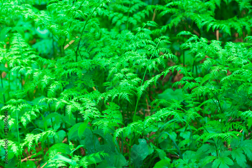 Beautiful green leaves of flowering plant.