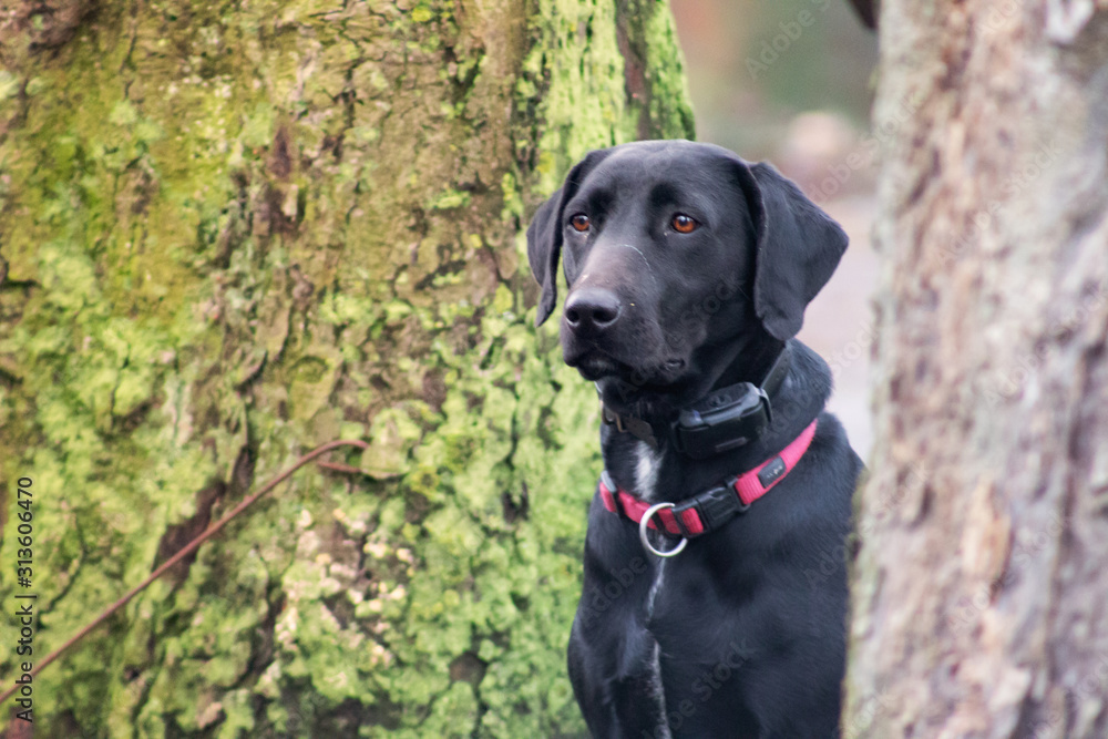 Closeup portrait of black labrador retriever at a tree