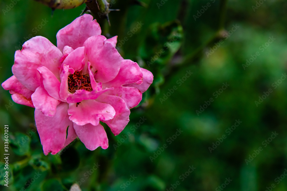 Obraz premium beautiful pink rose against blurred background. natural beauty concept