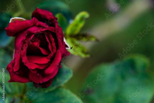 beautiful red rose in the garden with copy space. beauty concept