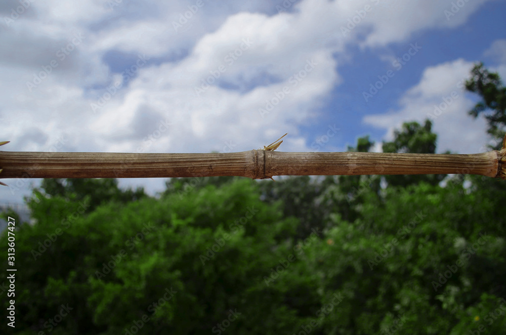 The bamboo dividing the sky and the trees The bamboo dividing the sky and the trees