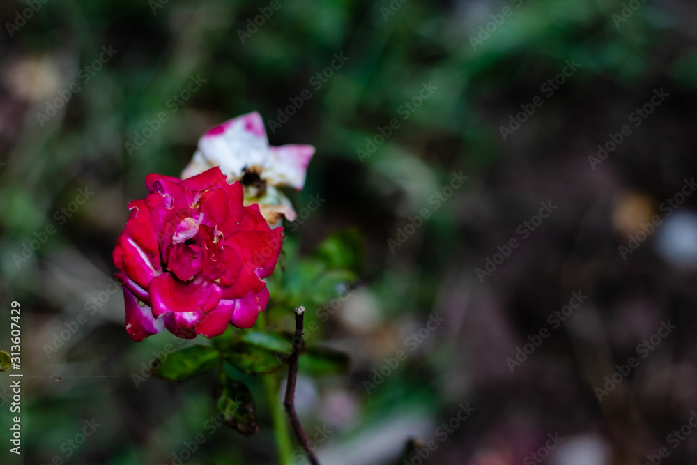 pinkish red floribunda flower blooming on dark background with copy space. morning and winter concept pinkish red floribunda flower blooming on dark background with copy space. morning and winter concept