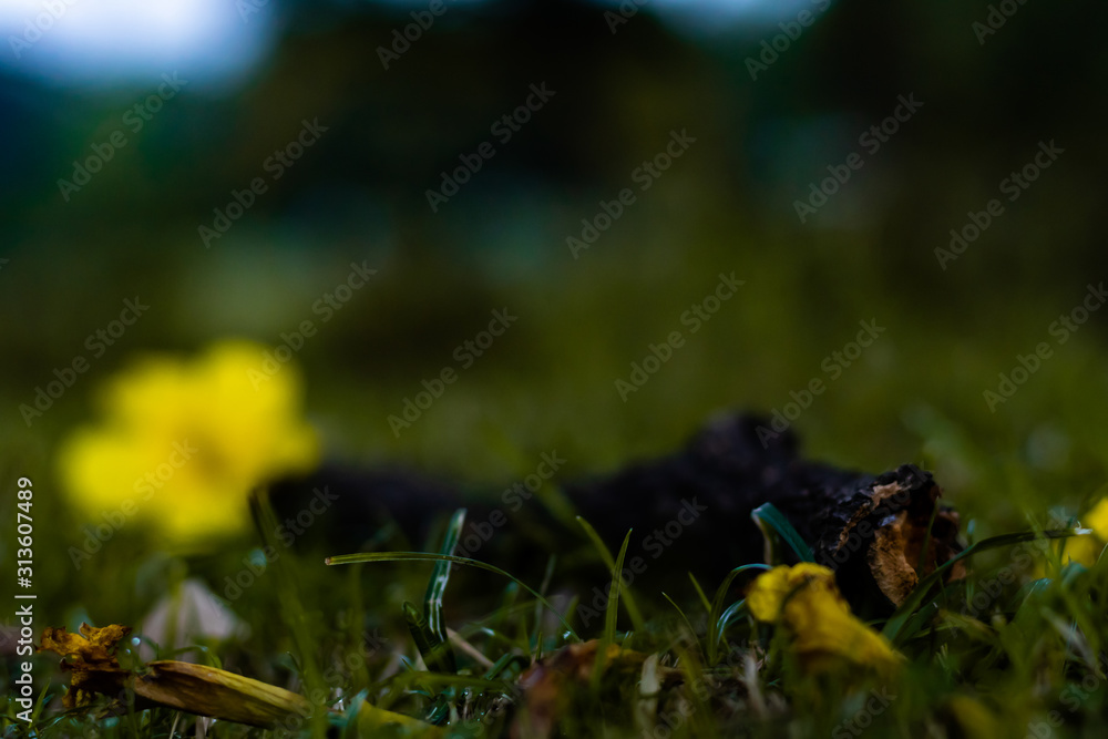 shedding flowers and leaves in autumn with soft focus. winter concept shedding flowers and leaves in autumn with soft focus. winter concept