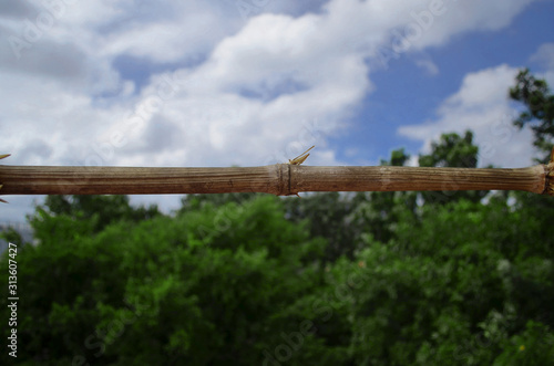 The bamboo dividing the sky and the trees