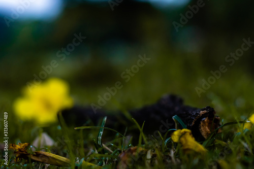 shedding flowers and leaves in autumn with soft focus. winter concept