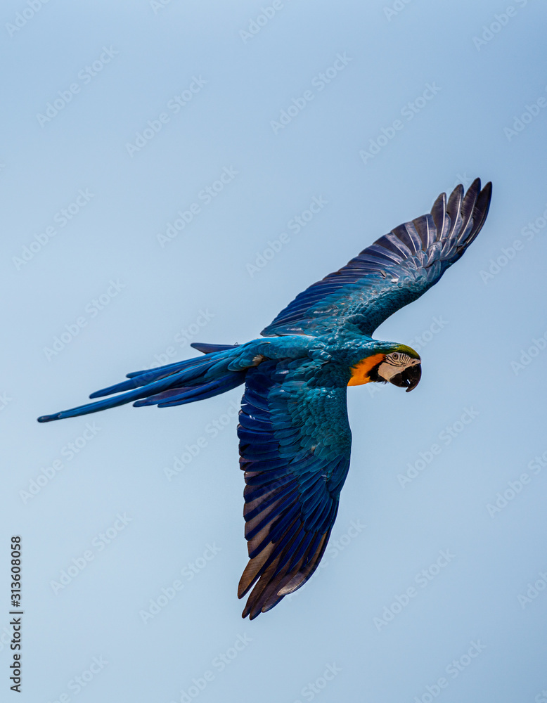 Blue-and-yellow macaw with its wings spread