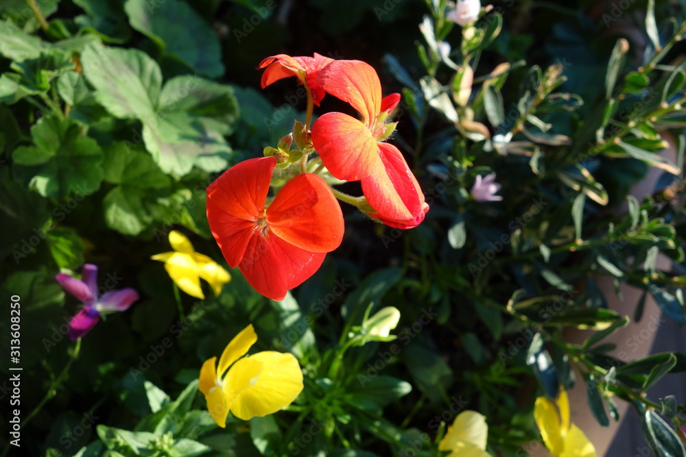 日光に照らされた赤いゼラニウムの花 Stock Photo Adobe Stock