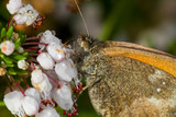 gatekeeper butterfly on a flower