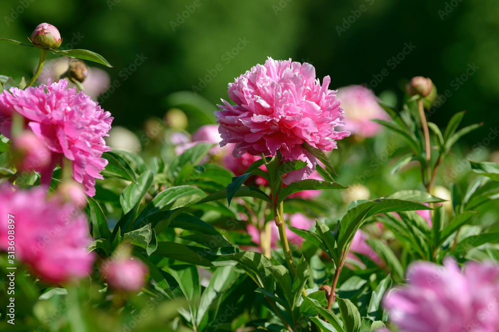 Peony flower. Red white and purple peony flowers blooming in the garden. Multicolor peonies macro closeup background. Peony flower. Red white and purple peony flowers blooming in the garden. Multicolor peonies macro closeup background.