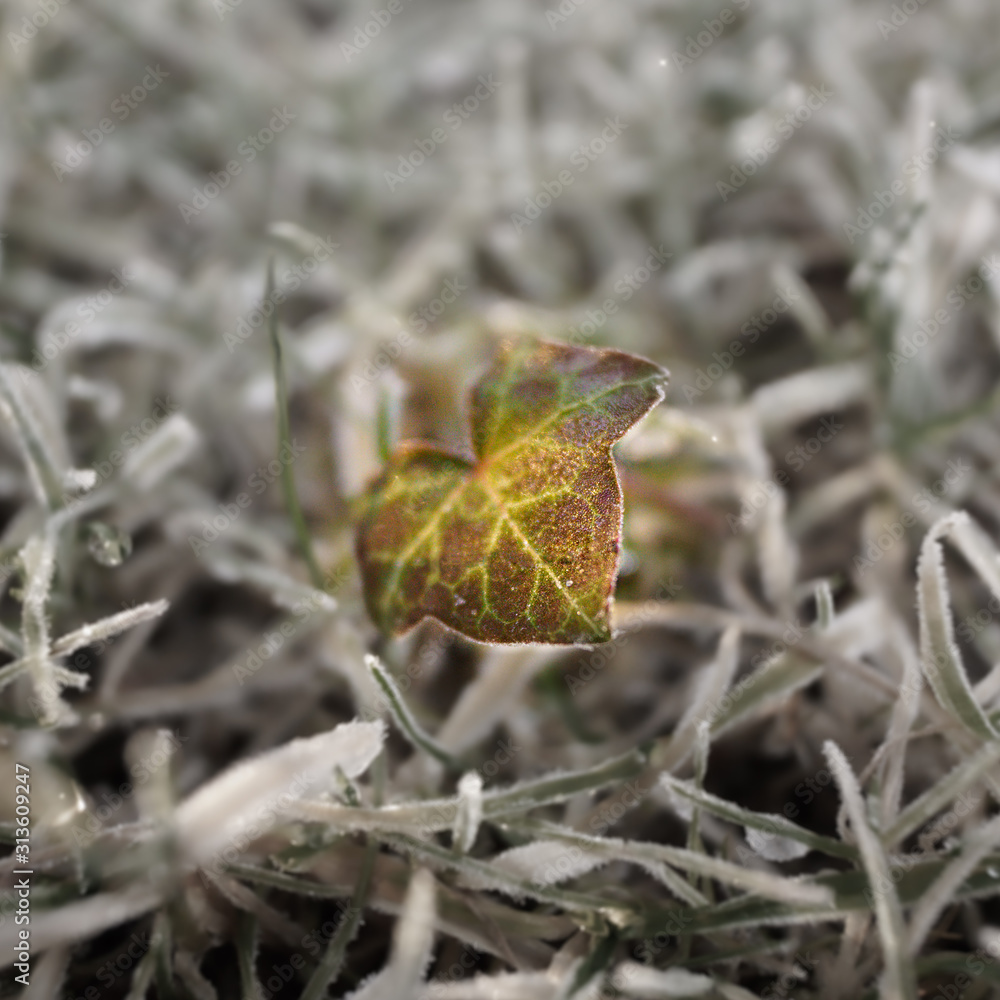 Kleines Efeu-Blatt als einziges Grün / Trauer Kleines Efeu-Blatt als einziges Grün / Trauer