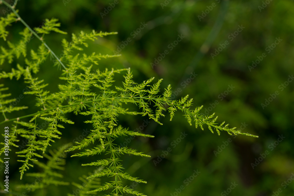 exotic fern in garden