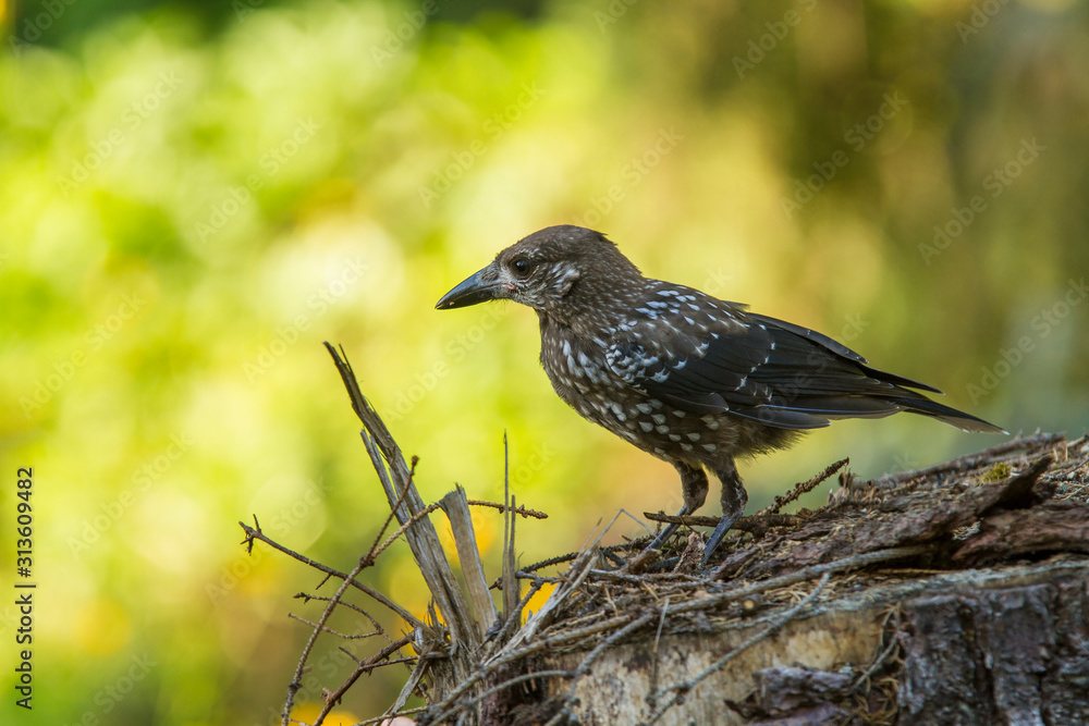 Eurasian Nutcracker (Nucifraga caryocatactes). Eurasian Nutcracker (Nucifraga caryocatactes).