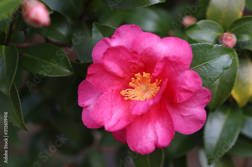 赤い山茶花の花