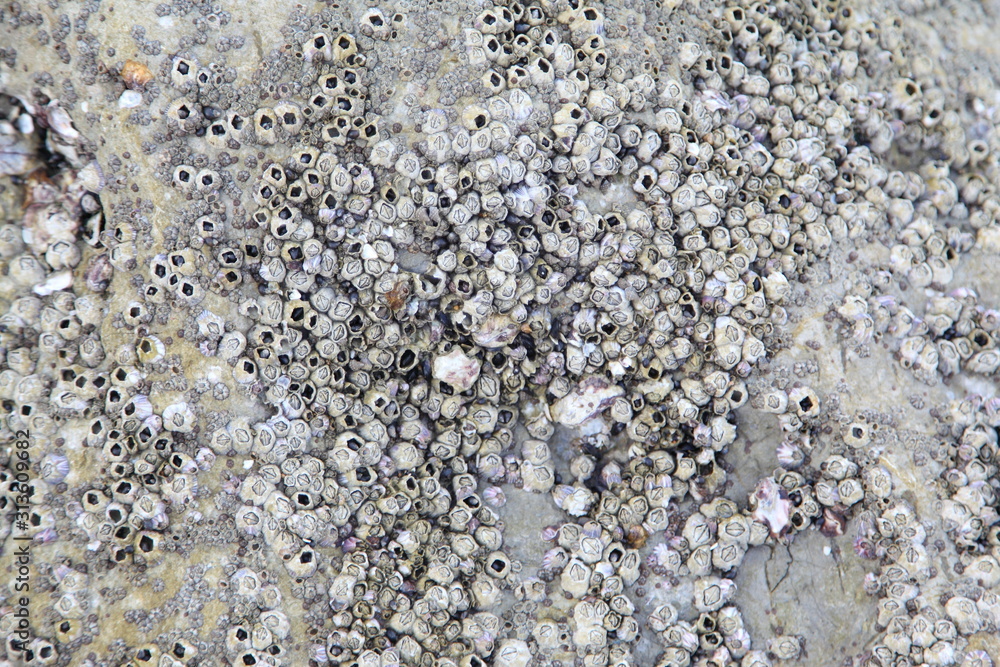 Many oyster shells embedded with the rock Many oyster shells embedded with the rock