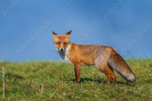 Mammals - European Red Fox (Vulpes vulpes) © Ivan