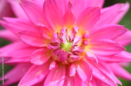 Beautiful dahlia in the garden