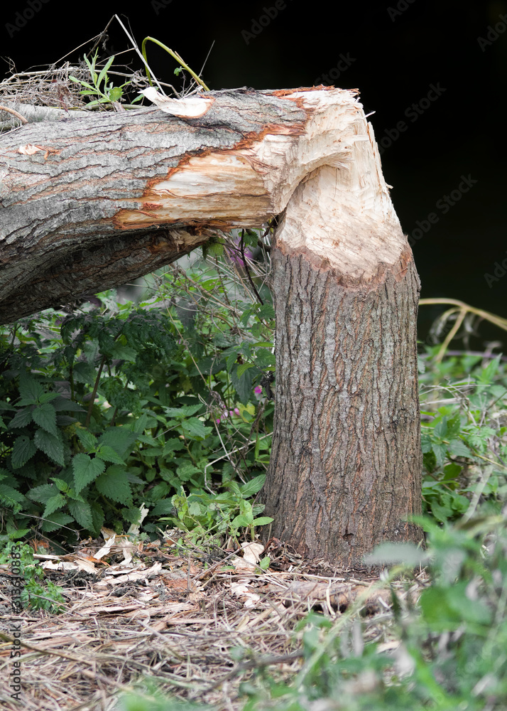 stump of tree with beaver damage