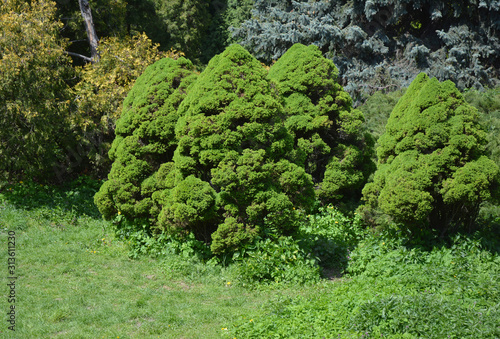 Beautiful group of picea glauca Conica trees in garden landscape design.