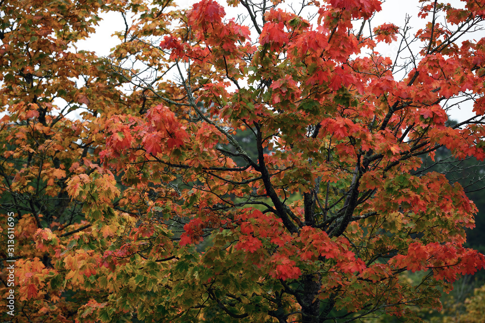 red maple tree in autumn, sweden, stockholm, sverige, nacka red maple tree in autumn, sweden, stockholm, sverige, nacka