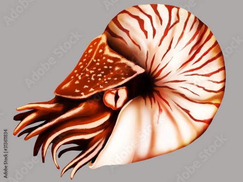 Illustration of nautilus in gray background easy for use. painted in analog style.