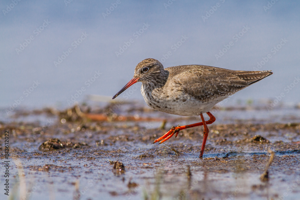 Common redshank (Tringa totanus) is a Eurasian wader which breeds in marshes and wetlands.Slovakia Common redshank (Tringa totanus) is a Eurasian wader which breeds in marshes and wetlands.Slovakia