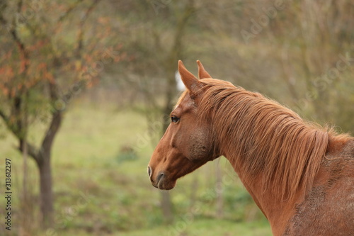 Head portrait of a young thoroughbred stallion on ranch autumnal weather © acceptfoto