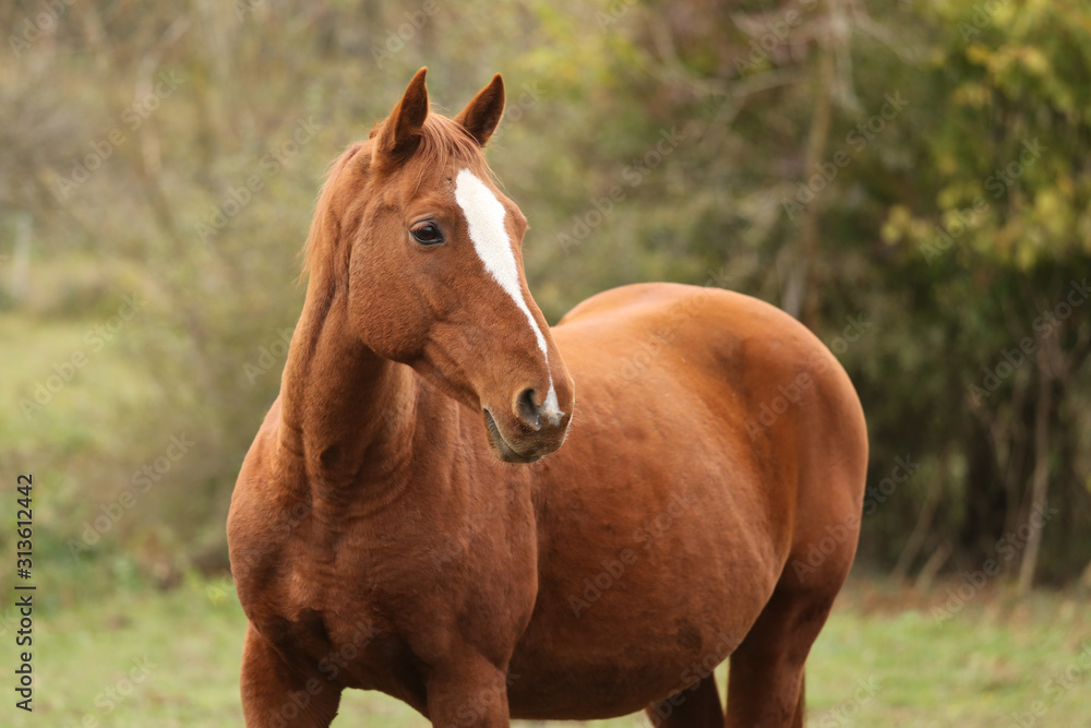 Head portrait of a young thoroughbred stallion on ranch autumnal weather Head portrait of a young thoroughbred stallion on ranch autumnal weather