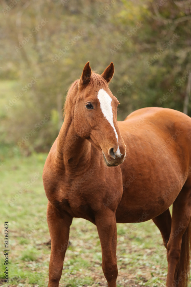 Head portrait of a young thoroughbred stallion on ranch autumnal weather