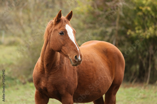 Head portrait of a young thoroughbred stallion on ranch autumnal weather