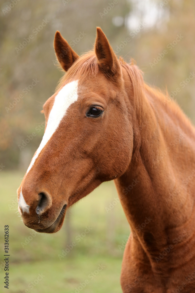 Head portrait of a young thoroughbred stallion on ranch autumnal weather