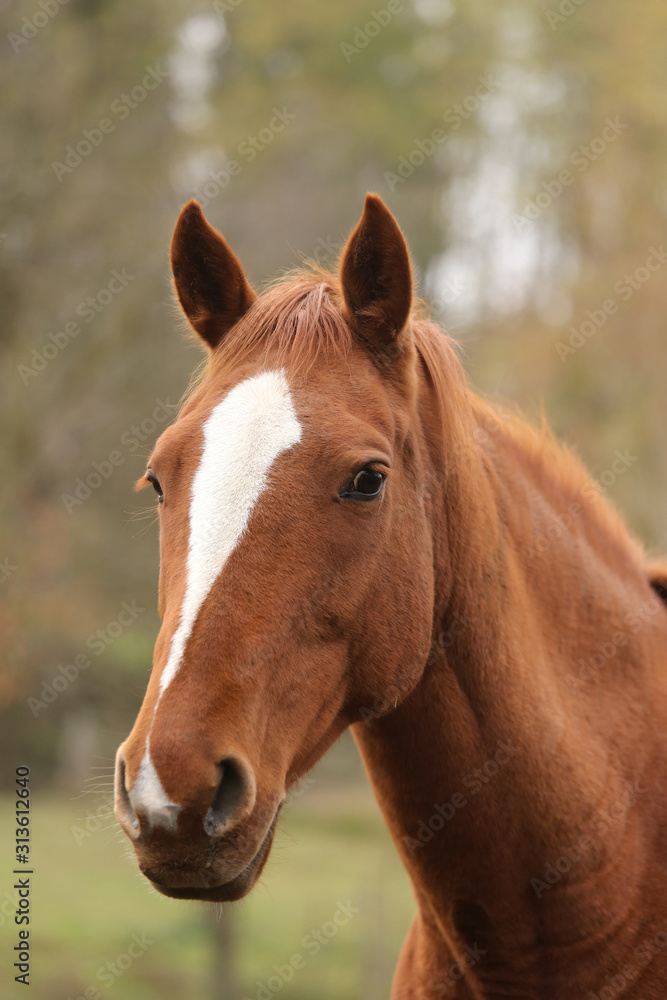 Head portrait of a young thoroughbred stallion on ranch autumnal weather