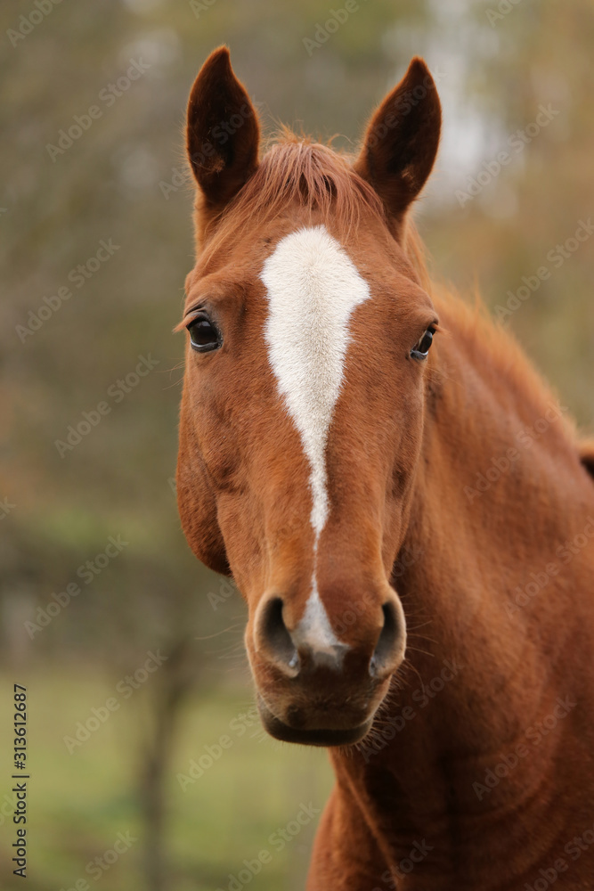 Head portrait of a young thoroughbred stallion on ranch autumnal weather Head portrait of a young thoroughbred stallion on ranch autumnal weather